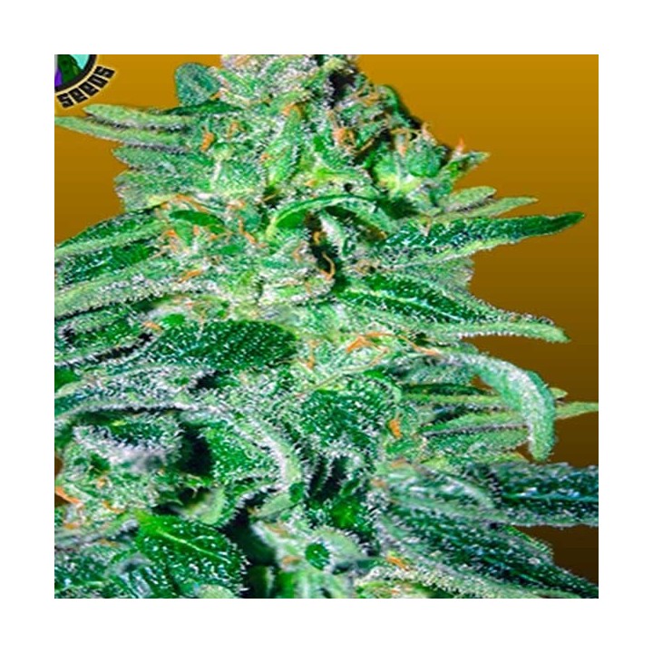 Amnesia Haze Autofloreciente Feminizada de Royal Queen