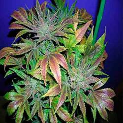 Blue Cheese Feminizada