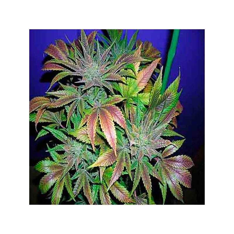 Blue Cheese Feminizada de Royal Queen