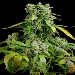 Blue Cheese Autofloreciente Feminizada de Royal Queen
