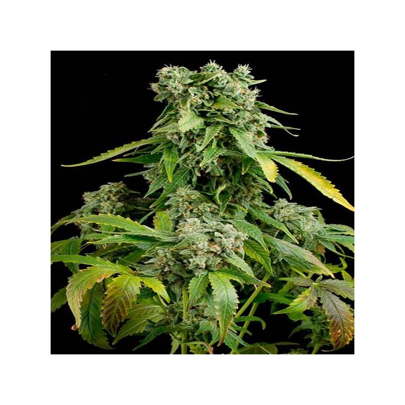 Blue Cheese Autofloreciente Feminizada de Royal Queen Blue Cheese Autofloreciente Feminizada de Royal Queen