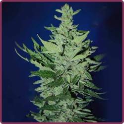 Goliat Autofloreciente Feminizada de Elite Seeds