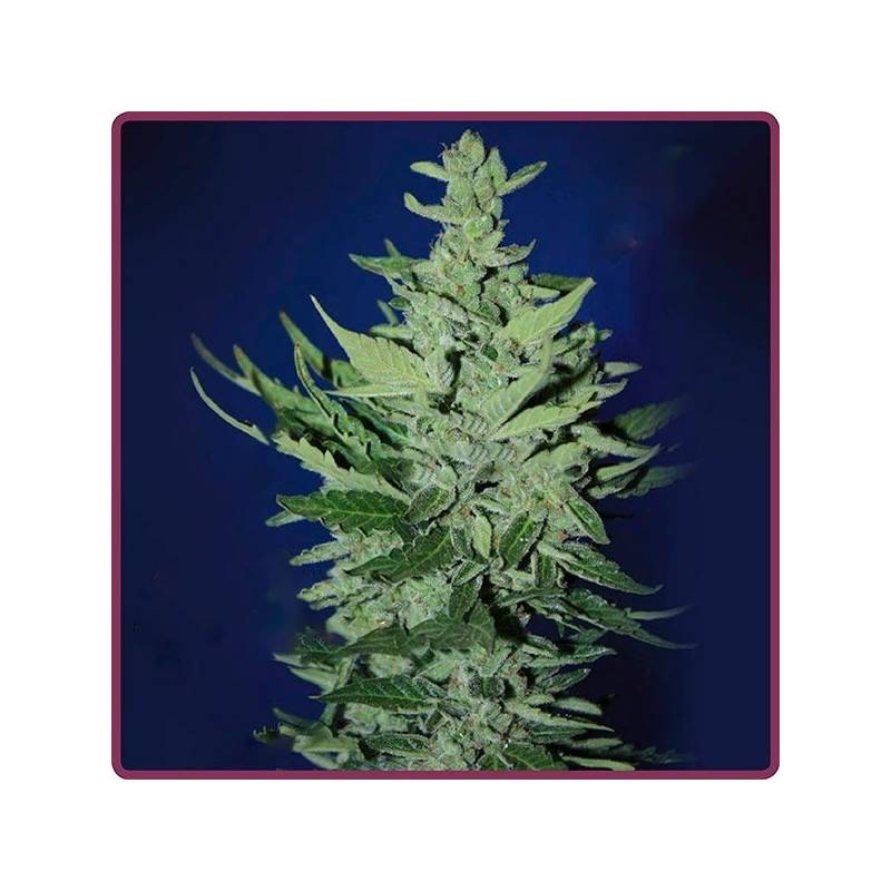 Goliat Autofloreciente Feminizada de Elite Seeds