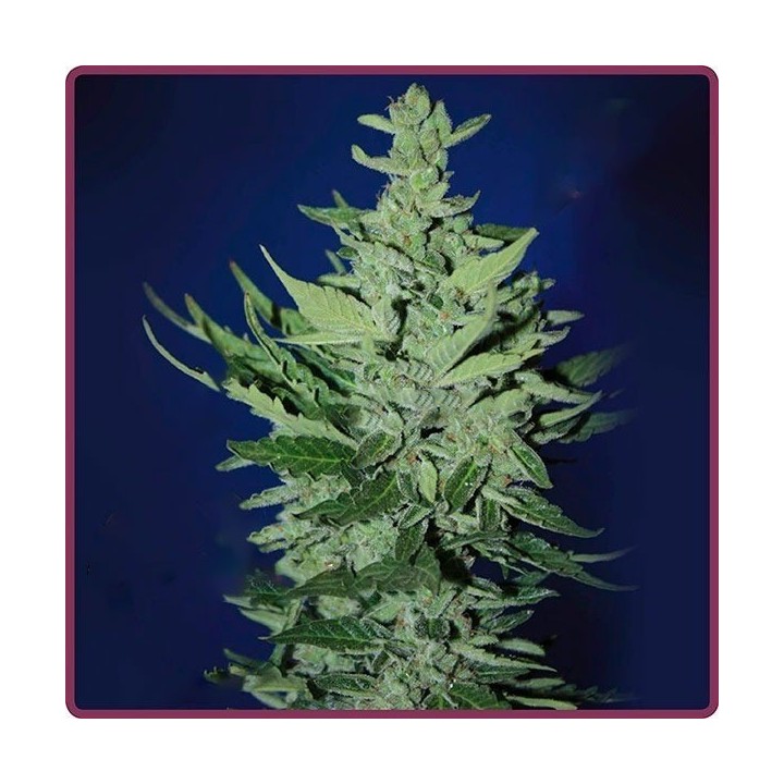 Goliat Autofloreciente Feminizada de Elite Seeds