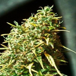 Juanita La Lagrimosa Feminizada de Elite Seeds