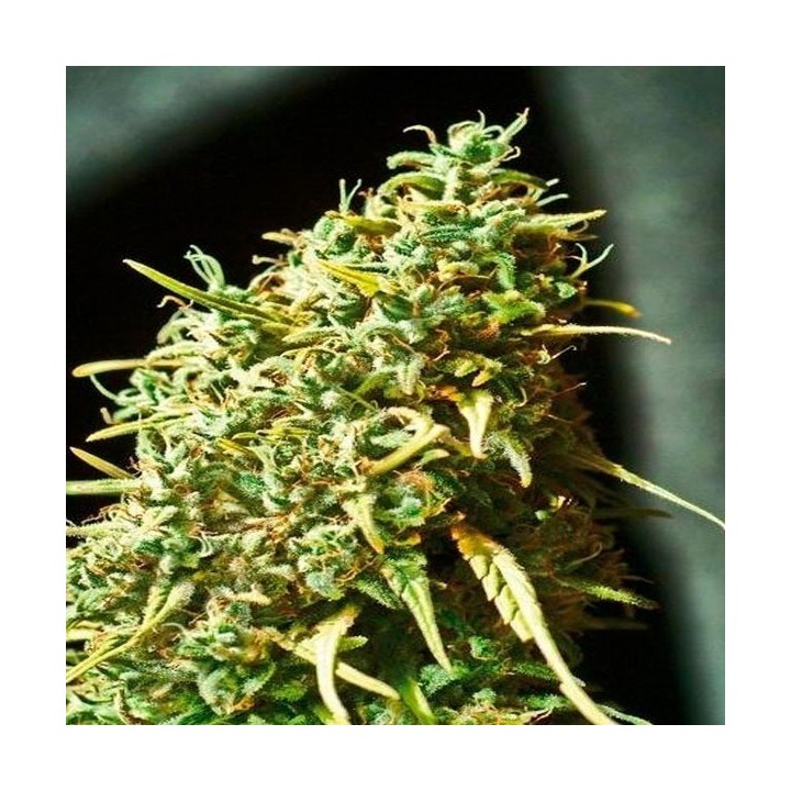 Juanita La Lagrimosa Feminizada de Elite Seeds