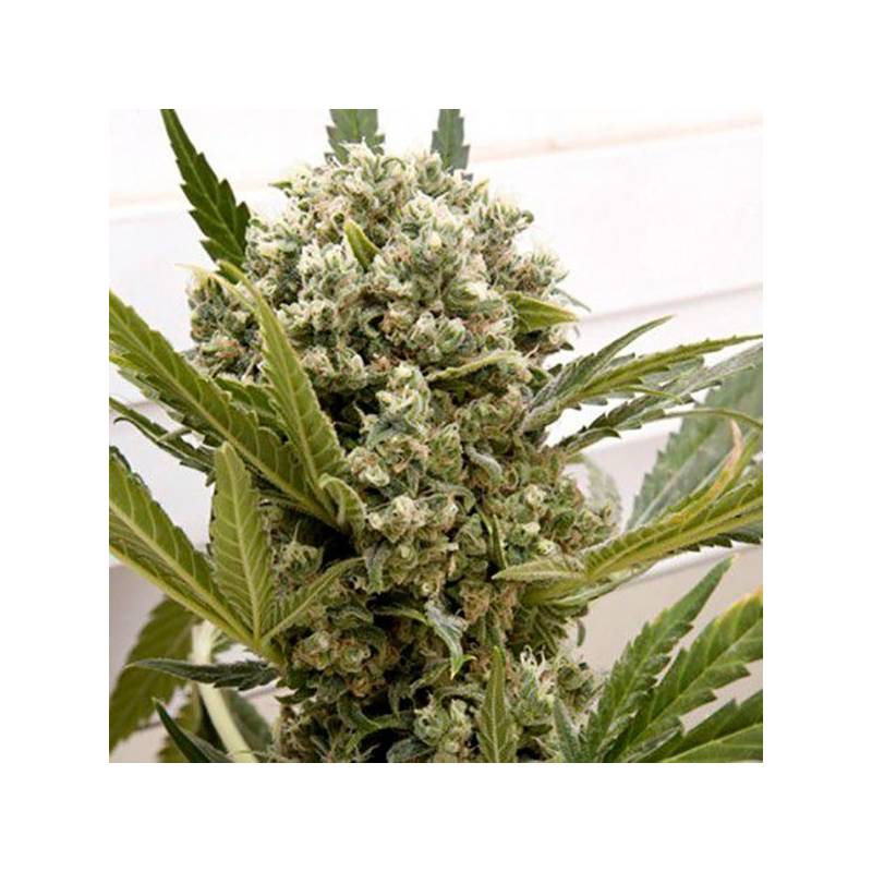 La Katana Feminizada de Elite Seeds