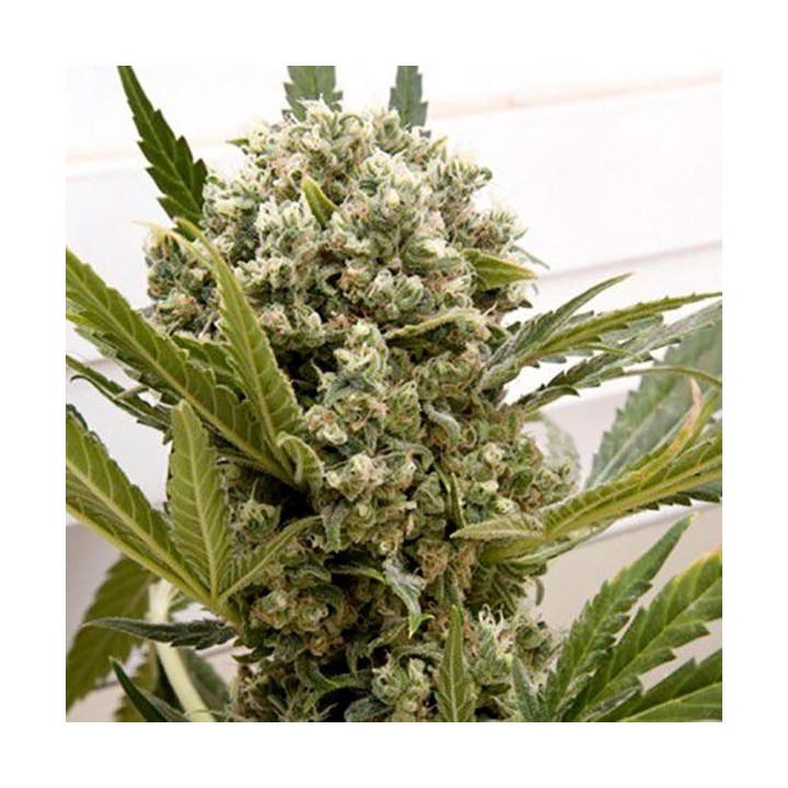 La Katana Feminizada de Elite Seeds