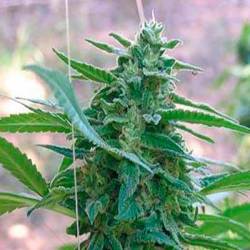 La Rica Feminizada de Elite Seeds