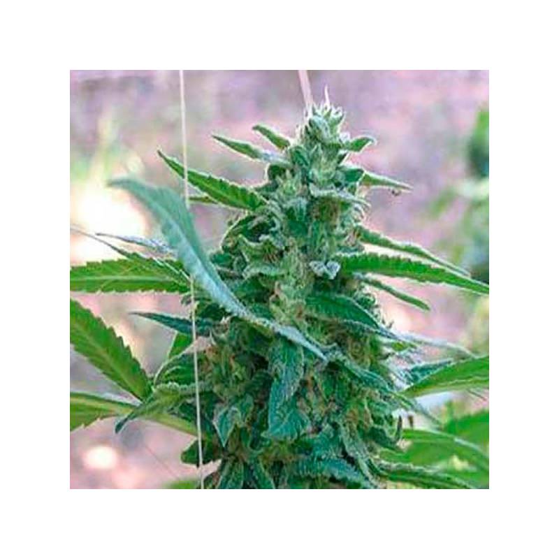 La Rica Feminizada de Elite Seeds