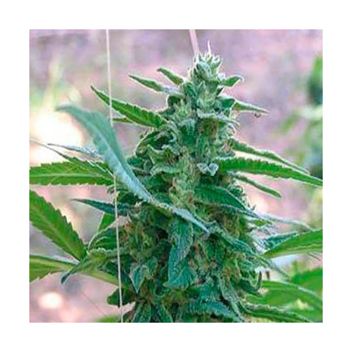 La Rica Feminizada de Elite Seeds