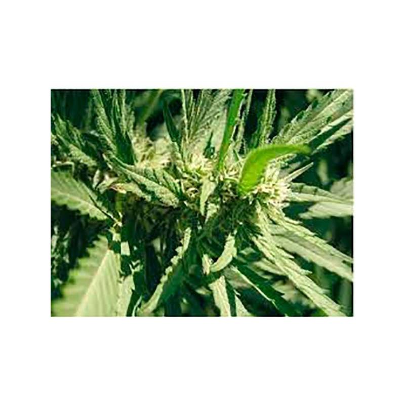 Llimonet Haze Feminizada de Elite Seeds