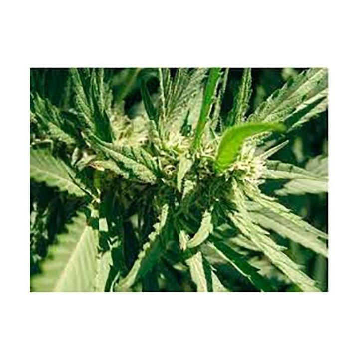 Llimonet Haze Feminizada de Elite Seeds