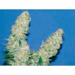 Mota Khan Afghana Feminizada de Elite Seeds