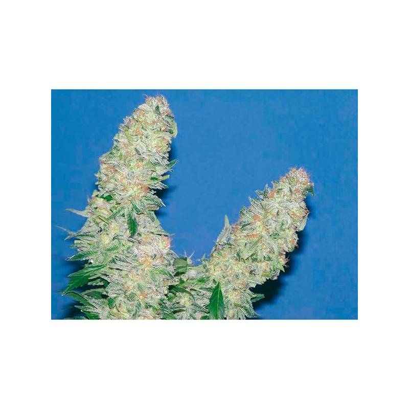 Mota Khan Afghana Feminizada de Elite Seeds