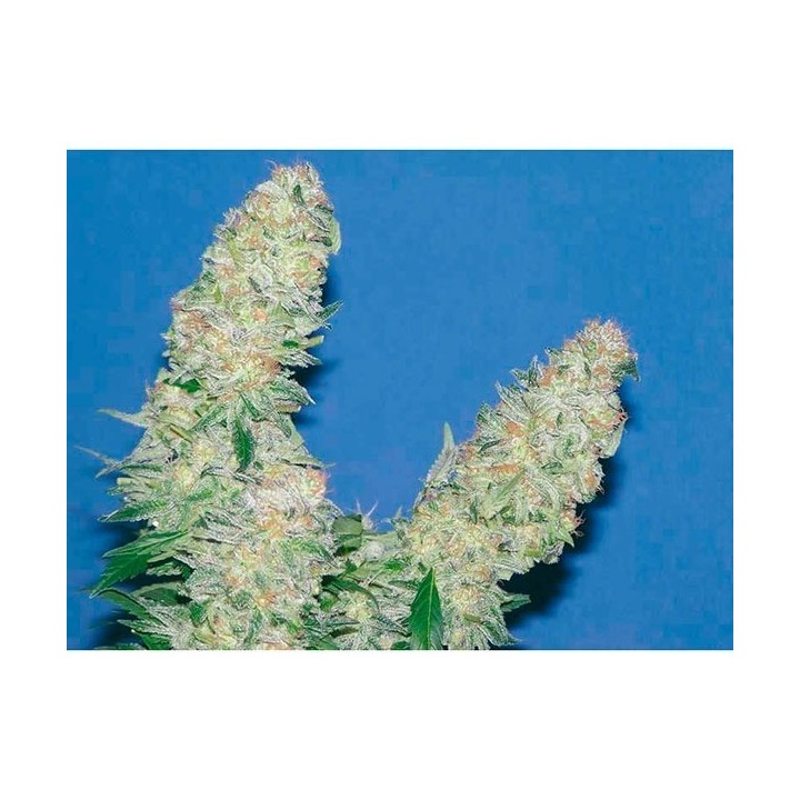 Mota Khan Afghana Feminizada de Elite Seeds