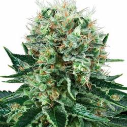 Bubble Kush Feminizada de Royal Queen