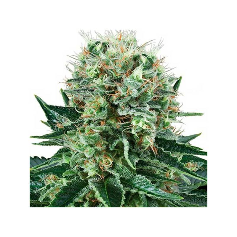 Bubble Kush Feminizada de Royal Queen