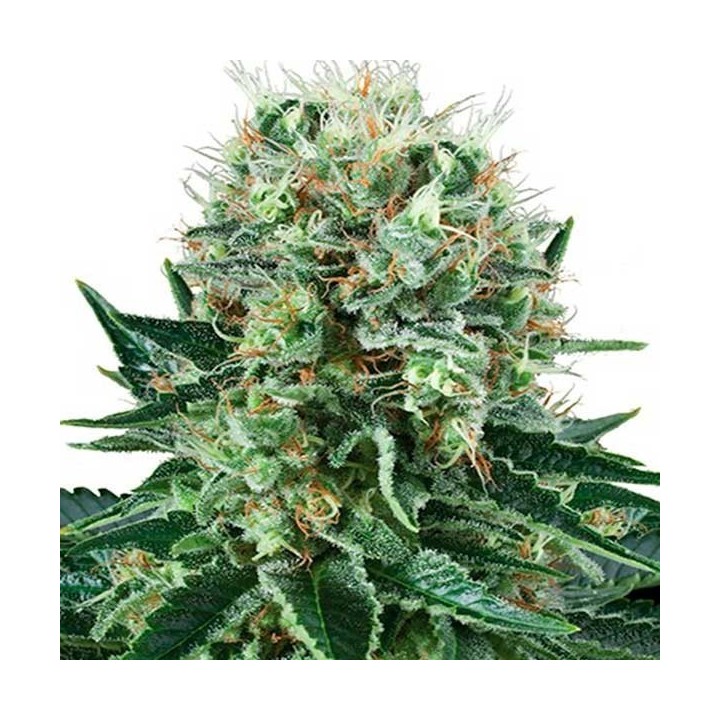 Bubble Kush Feminizada de Royal Queen
