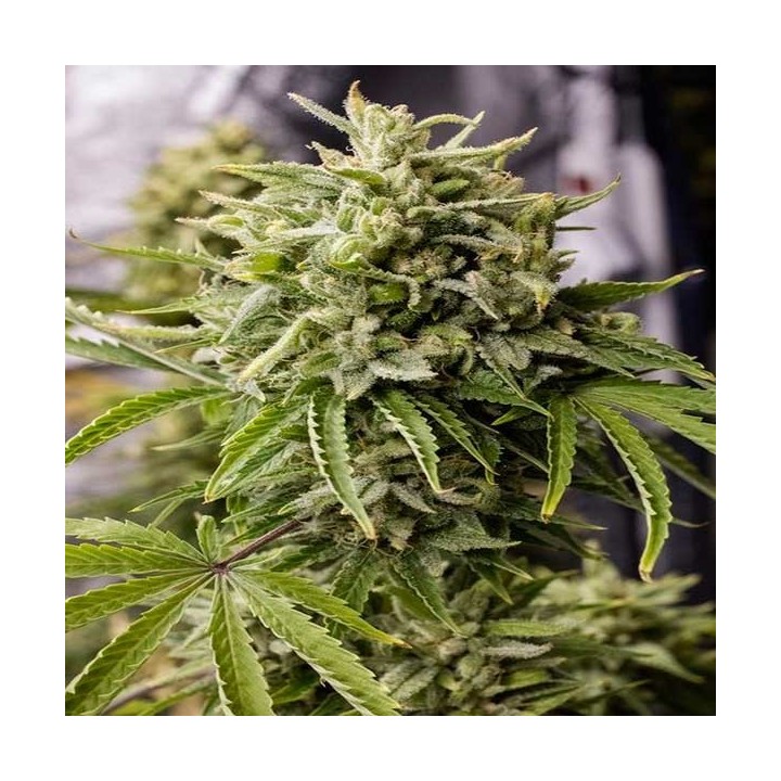Bubble Kush Autofloreciente Feminizada de Royal Queen