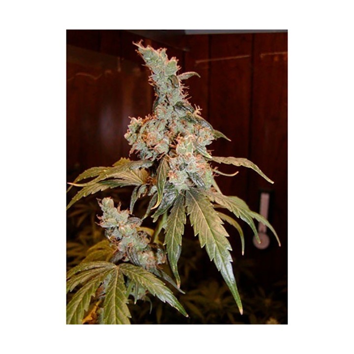 Afghan Haze Mr. Nice Regular de Mr. Nice