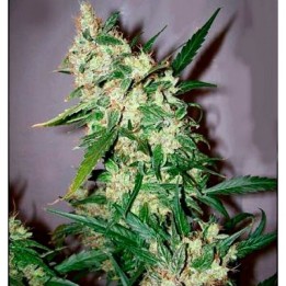 Afghan Skunk X Afghan HazeMr. Nice Regular de Mr. Nice