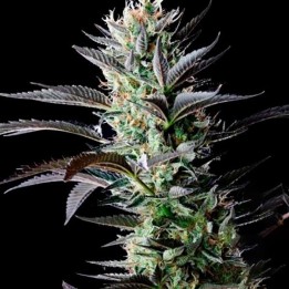 Afghan SkunkMr. Nice Regular de Mr. Nice