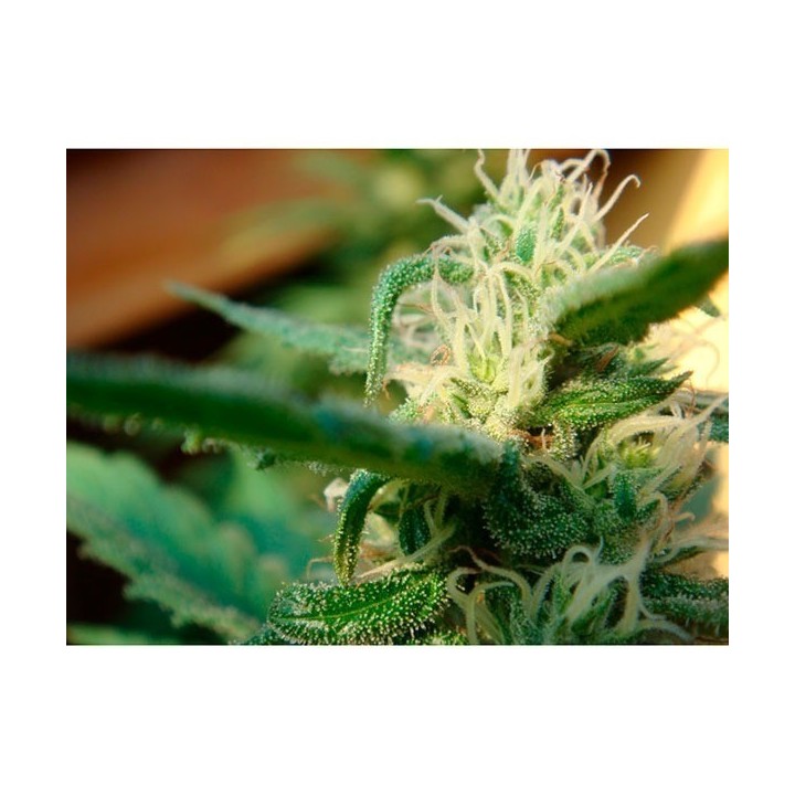 Angel Breathe (Mango Haze X Afghan Haze) Regular de Mr. Nice