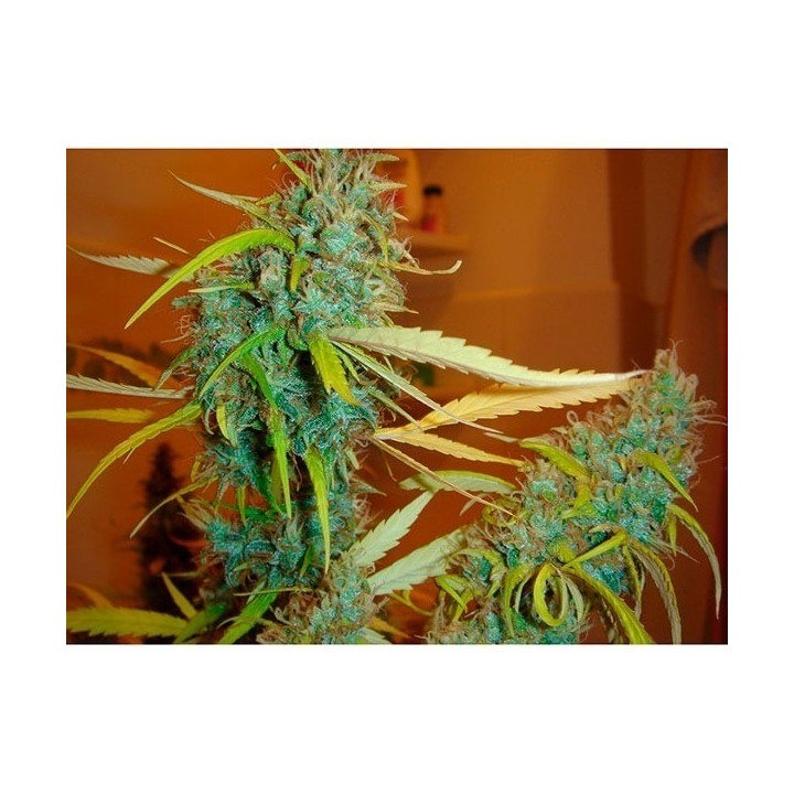 Angel Heart (Mango Haze X Afghan Skunk) Regular de Mr. Nice