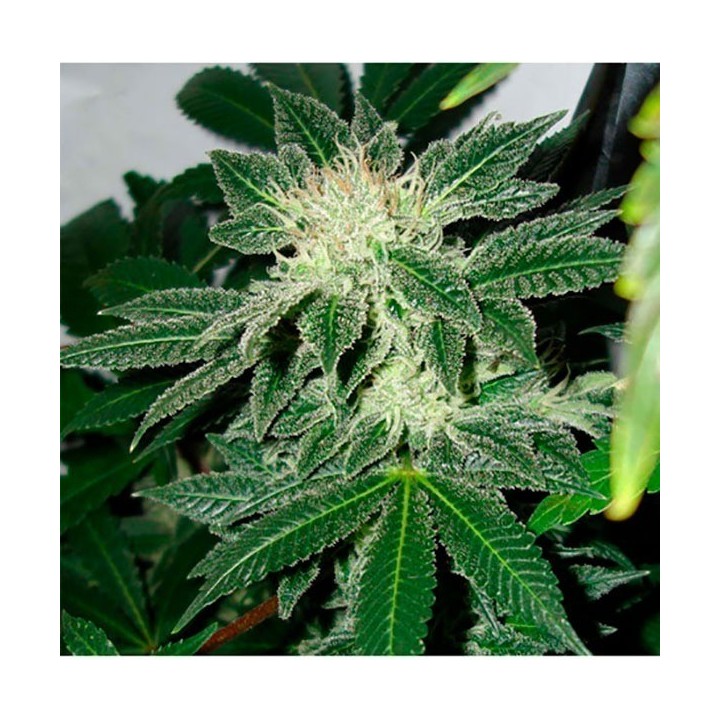 Black Widow Regular de Mr. Nice