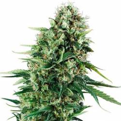 Chocolate Haze Feminizada de Royal Queen