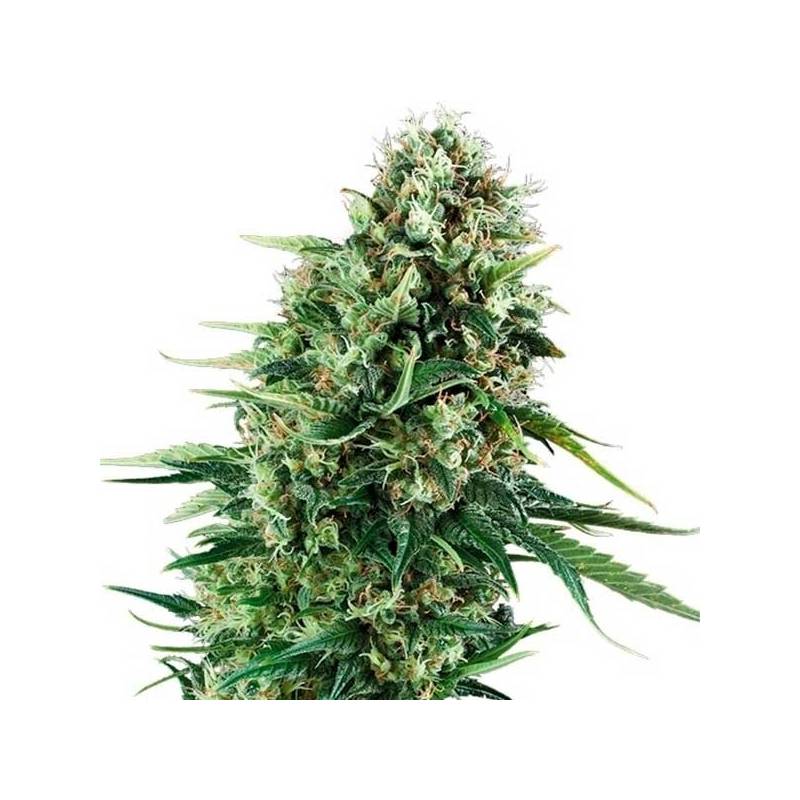 Chocolate Haze Chocolate Haze