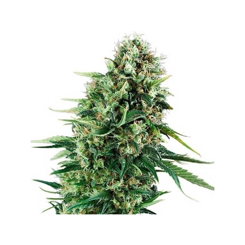 Chocolate Haze Feminizada de Royal Queen