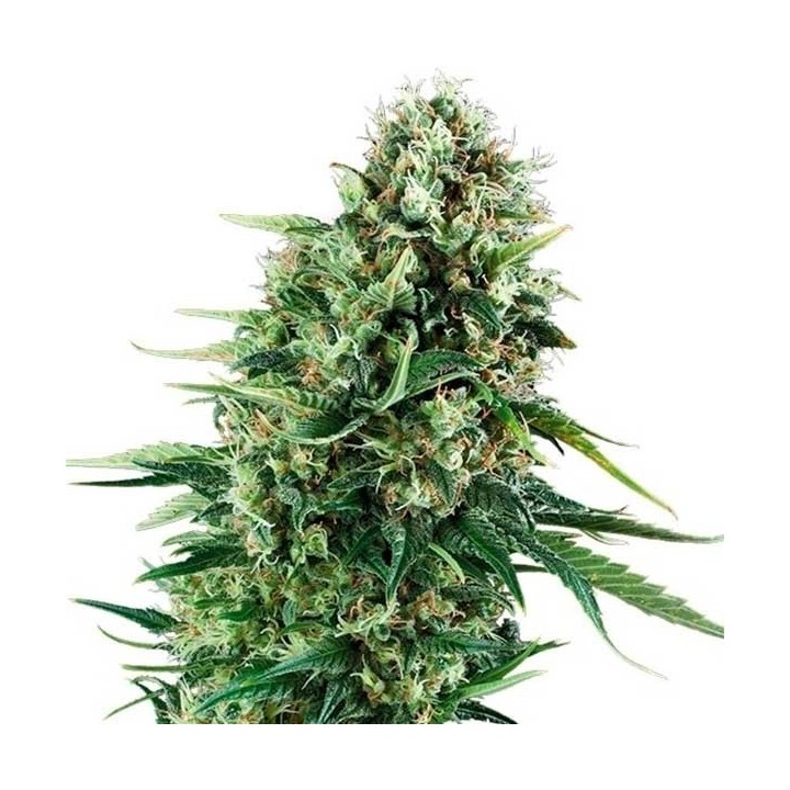 Chocolate Haze Feminizada de Royal Queen