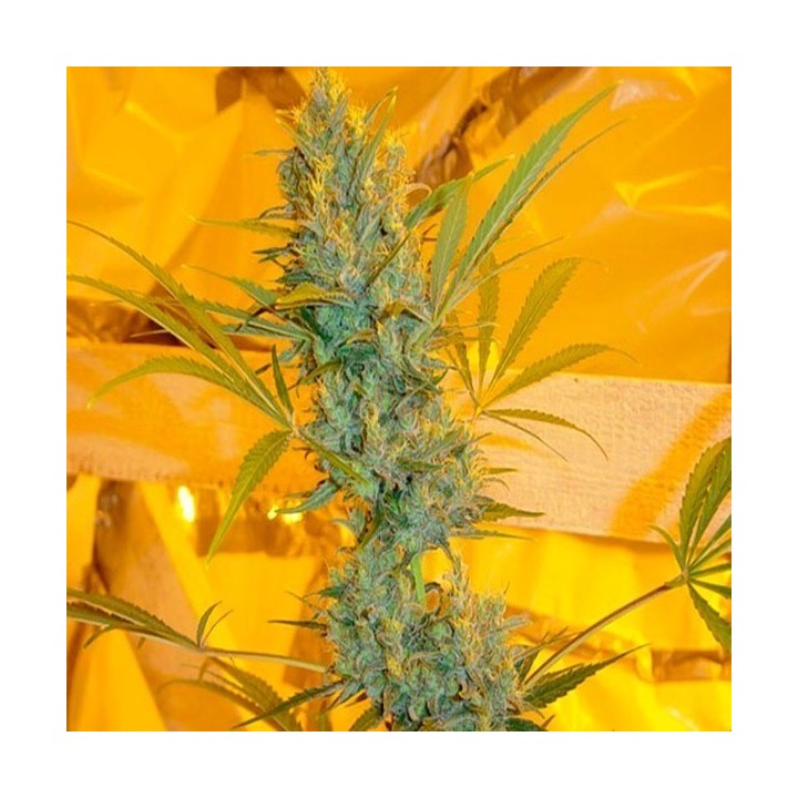 Critical Haze Regular de Mr. Nice