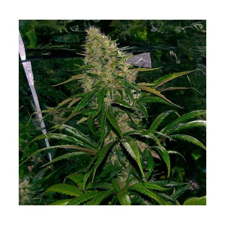 Critical Mass Regular de Mr. Nice