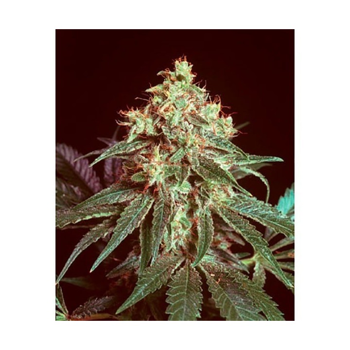 Devil Regular de Mr. Nice