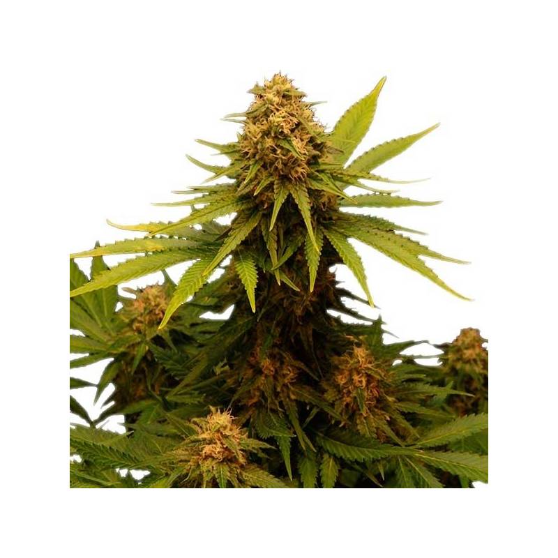 Critical Feminizada de Royal Queen Critical Feminizada de Royal Queen