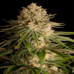 Critical Kush Feminizada de Royal Queen