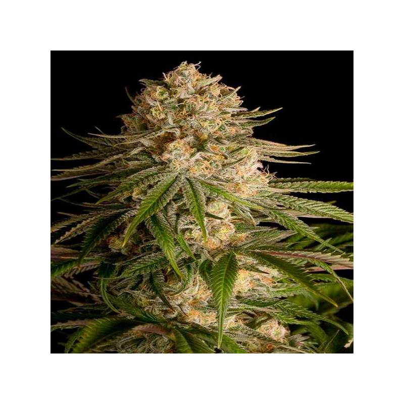 Critical Kush Feminizada de Royal Queen Critical Kush Feminizada de Royal Queen
