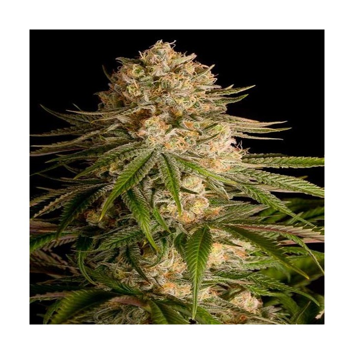 Critical Kush Feminizada de Royal Queen
