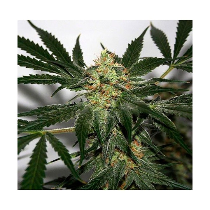 Early Queen X Afghan Haze Mr. Nice Regular de Mr. Nice
