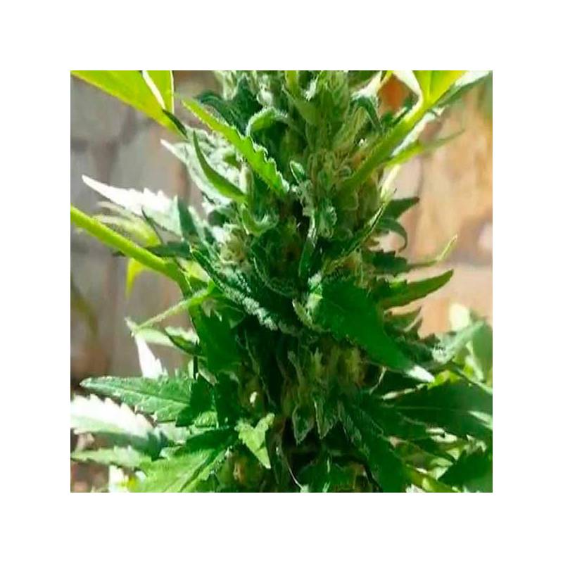 Diesel Autofloreciente Feminizada de Royal Queen Diesel Autofloreciente Feminizada de Royal Queen