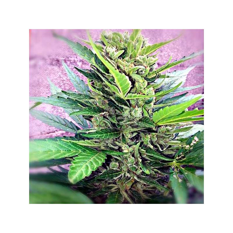 Easy Bud Feminizada de Royal Queen Easy Bud Feminizada de Royal Queen