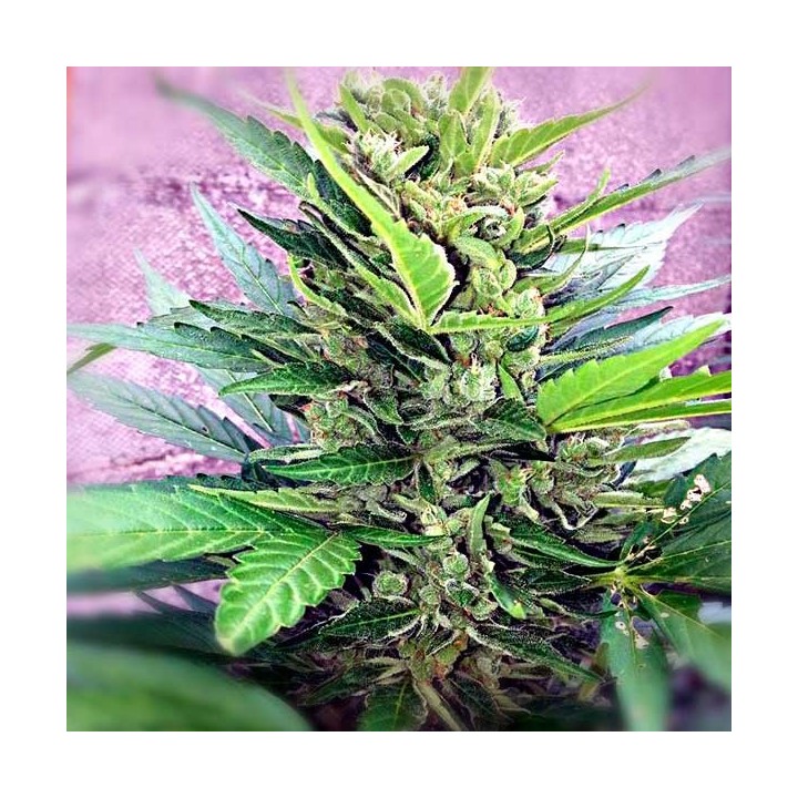 Easy Bud Feminizada de Royal Queen