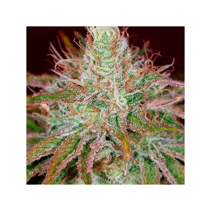 Euphoria Feminizada de Royal Queen Euphoria Feminizada de Royal Queen