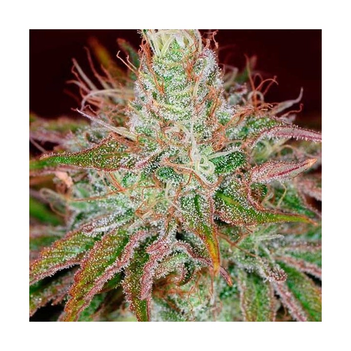 Euphoria Feminizada de Royal Queen