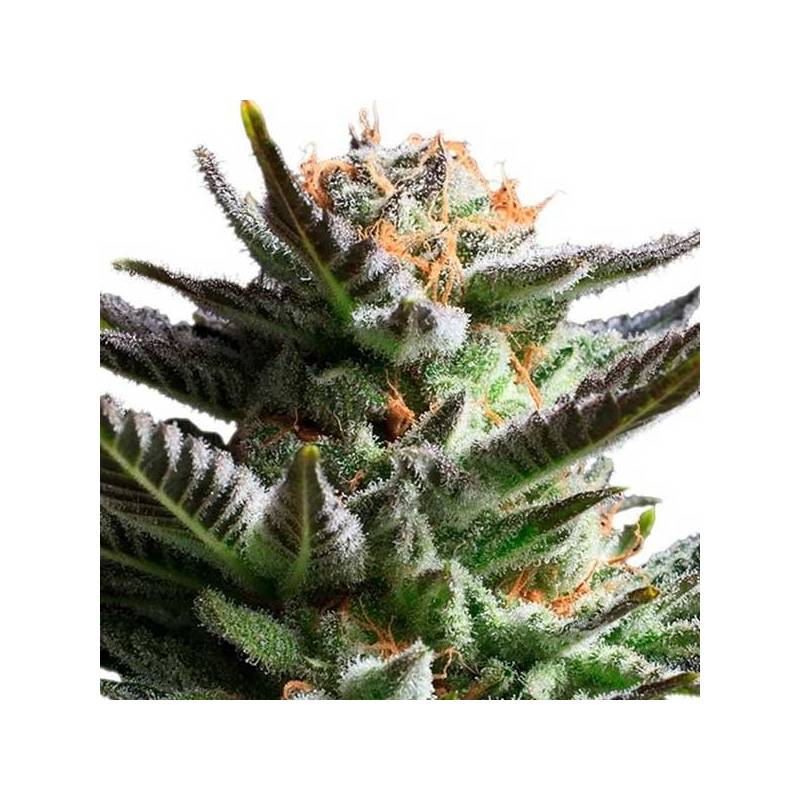 Fruit Spirit Feminizada de Royal Queen Fruit Spirit Feminizada de Royal Queen