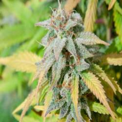 Haze Berry Feminizada de Royal Queen