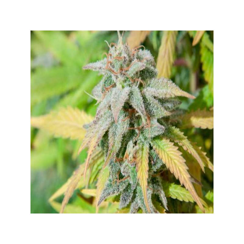 Haze Berry Feminizada de Royal Queen